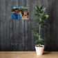 Hillbillies Print